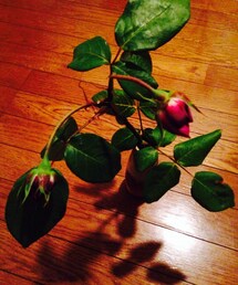花の命は短くて‥(その他)