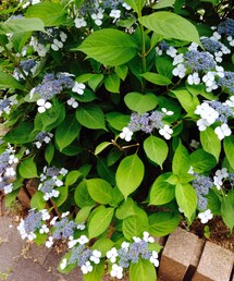 梅雨はやっぱりこの子が綺麗。(その他)