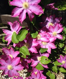 華やかってこう。(その他)