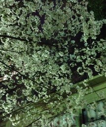 夜桜 | 本日の帰り道。(ラッピングキット)