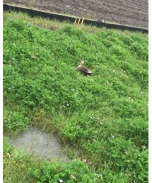 カモ、、、🐦💓（笑） | その他