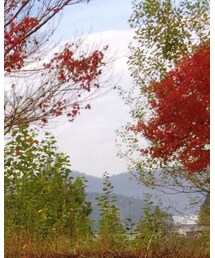 紅葉 | その他