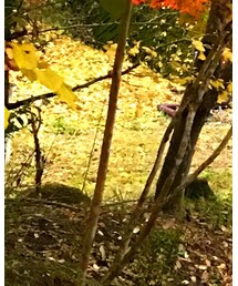 SANTA CRUZ | ジャケット/アウター