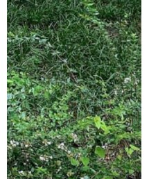 oddstudio | Tシャツ/カットソー