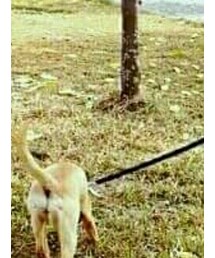 +9帥氣土狗 | その他