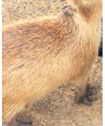 カピバラさん | その他