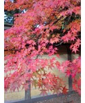 紅葉の「インテリア(ポスター/アート)」