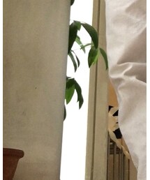 TOMORROWLAND  | その他パンツ