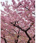 桜 | (福袋)