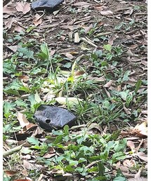 GLOBAL WORK | スカート