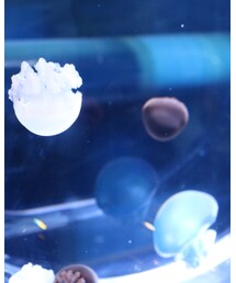 くらげ◡̈⃝︎⋆︎* | その他