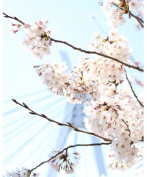 桜の下で撮影会☺︎ | その他
