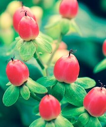 ヒペリカム | 花言葉 悲しみは続かない
私の大好きなお花
(フラワーベース)