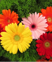 ガーベラ | ガーベラの花言葉
希望 常に前進
オレンジ 我慢強い

美しくて素敵な花(フラワーベース)