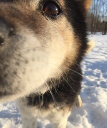 雪 | 雪の中の犬。（祖父母のところの子）(その他)