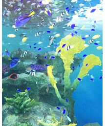 RAY CASSIN | 水族館(バックパック/リュック)