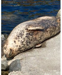 Heather | Tシャツ/カットソー