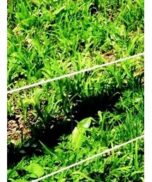 Timberland | スニーカー