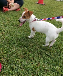 ジャックラッセルテリア | ラッシュ
(その他)