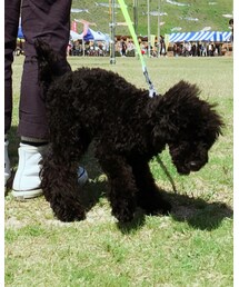 トイプードル | その他