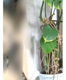 Wish ¥0 | アンクレット