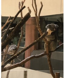 🐨 | その他