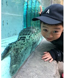 ワニ🐊 | その他