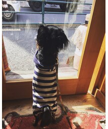 FLOW | 愛娘チワックス コムギ🐶(その他)