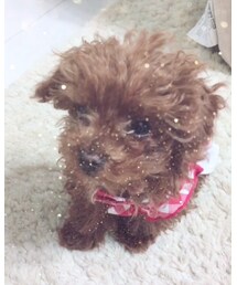 今日のいちごさん🍓 | その他