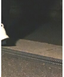 adidas Originals | スニーカー