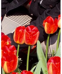 MONKI | チノパンツ