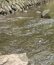 stradivarius | Tシャツ/カットソー