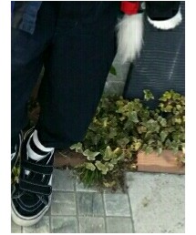 GO TO HOLLYWOOD | チノパンツ