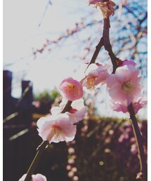 ＋ | 近所に咲いてた梅(･ω･(その他)
