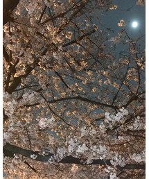 桜の写真 | その他