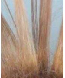 刃物ヘア | その他