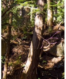 MERLOT | トートバッグ