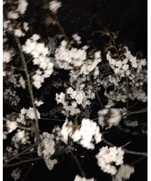 桜の季節過ぎたら〜〜 | その他