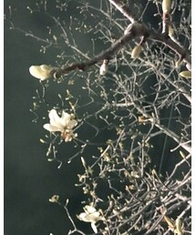 モクレンの方が好き | その他