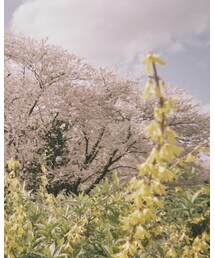通過途中の春の中 | その他