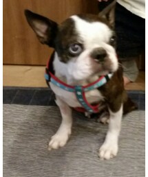 コットン | その他