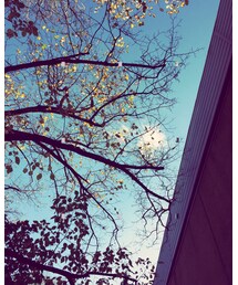 TOPSHOP | ジャケット/アウター