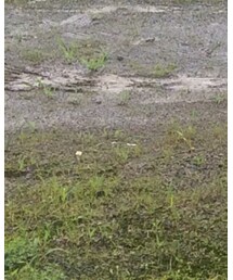 nonnative | チノパンツ