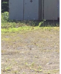 G-SHOCK | アナログ腕時計