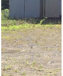 nonnative | チノパンツ