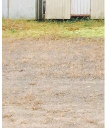 nonnative | チノパンツ