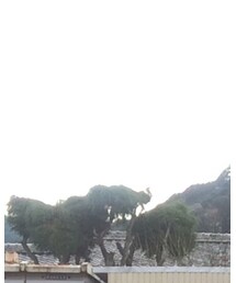 vendor Things | その他