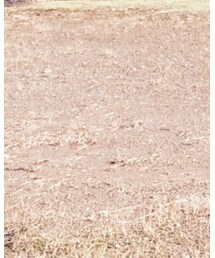 nonnative | その他