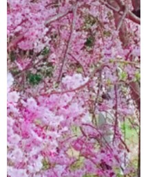 marck jacobs | ショルダーバッグ