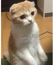 愛息子クリキントン | その他